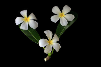 Close-up of white flowers against black background