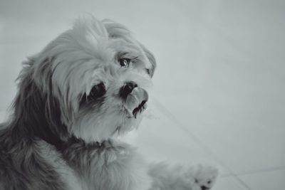 Close-up of a dog looking away