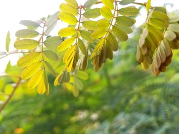 Close-up of plants against sky