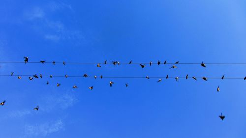 Low angle view of birds perching on wire against clear blue sky