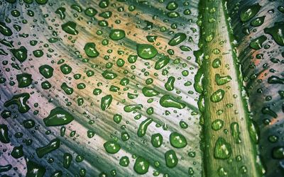 Full frame shot of raindrops on leaf