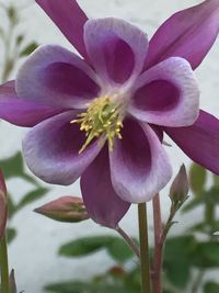 Close-up of fresh flowers blooming outdoors