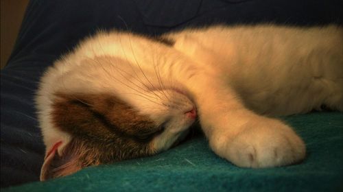 Close-up of dog sleeping on bed