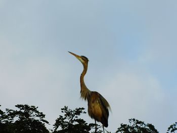 Low angle view of bird perching on tree against sky