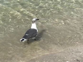 High angle view of seagull perching on a lake