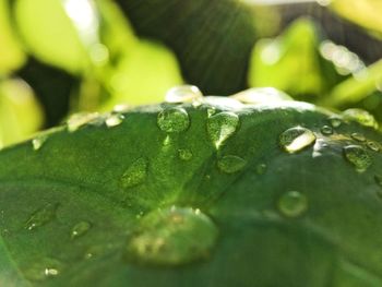 Close-up of water drops on leaves