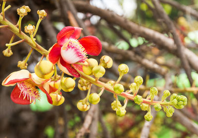 Close-up of red flowering plant