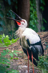 Wild bird in a natural habitat. ciconia ciconia with open mouth or beak, oriental white stork bird.
