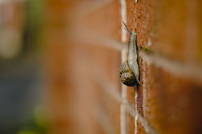 Close-up of insect on wood