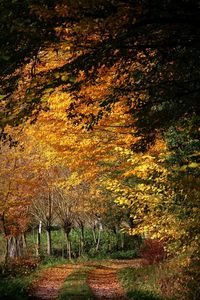 Footpath passing through forest