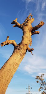 Low angle view of lizard on tree against sky