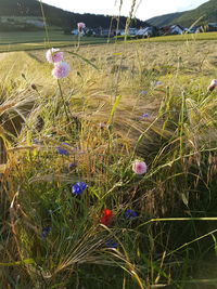 Close-up of crocus flowers on field