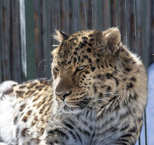 Portrait of a leopard at the zoo