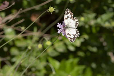 Close-up of butterfly on purple flower