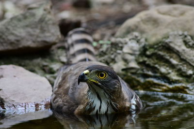 Close-up of bird perching on rock
