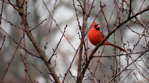 Bird perching on branch