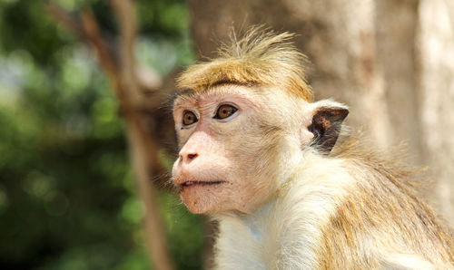 Close-up portrait of monkey