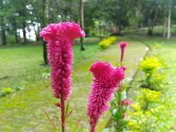 Close-up of pink flowering plant in park
