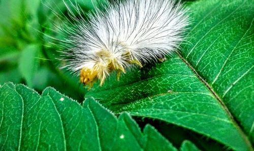 Close-up of dandelion