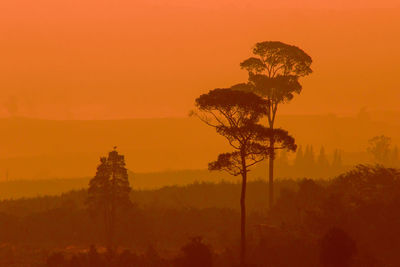 Silhouette tree against orange sky