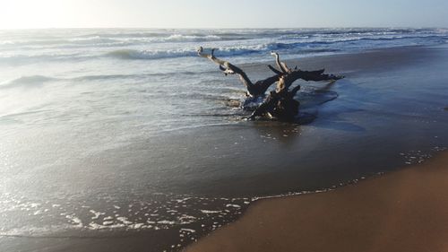 View of driftwood on beach