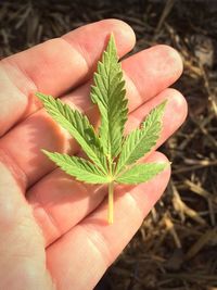 Close-up of hand holding plant