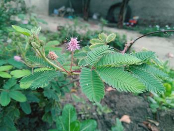 High angle view of flowering plant