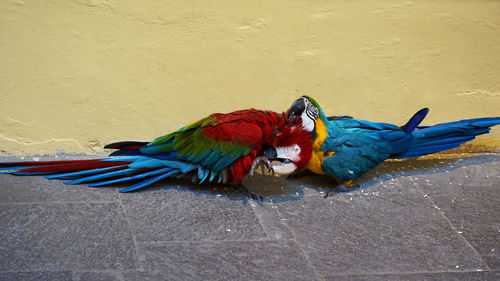 View of two birds on the wall