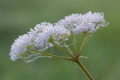 Wild carrot flower covered in morning dew drops against blurred green backdrop