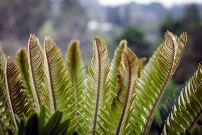 Close-up of fresh green plant