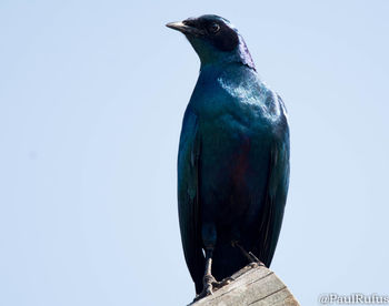 Close-up of bird perching against clear sky