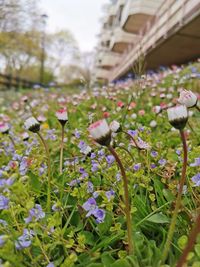 Close-up of purple flowering plants on field