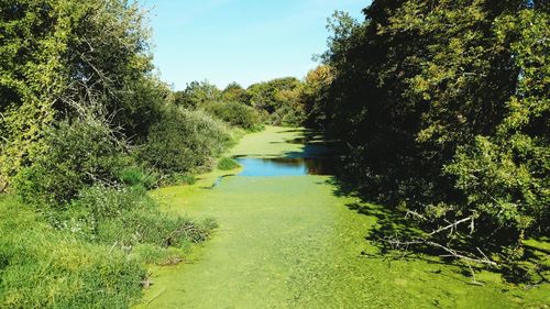 View of stream along trees