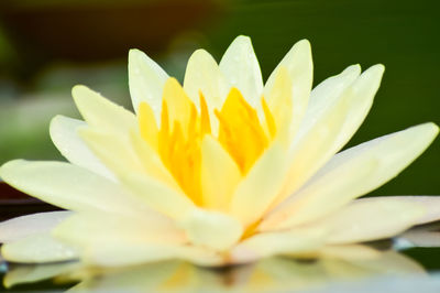 Close-up of yellow flower