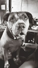 Close-up portrait of dog looking at home