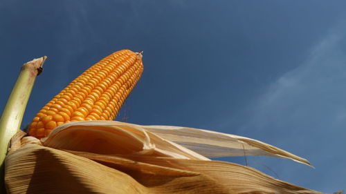 Low angle view of corn against sky