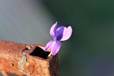 Close-up of pink flowering plant