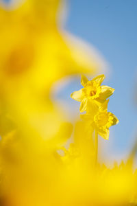 Close-up of yellow flowering plant