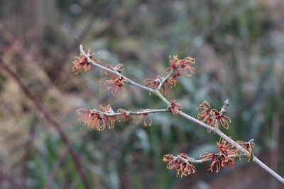 Close-up of red flowering plant