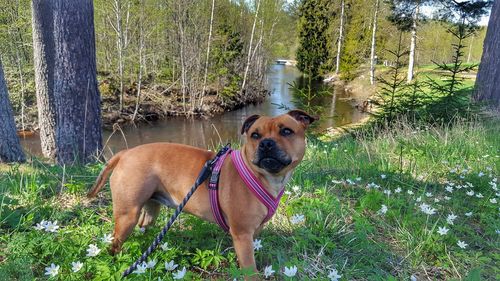 Portrait of dog on land