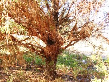 Trees growing on field