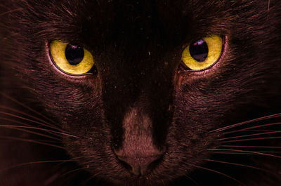 Close-up portrait of a cat