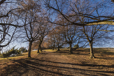 Bare trees on field against sky