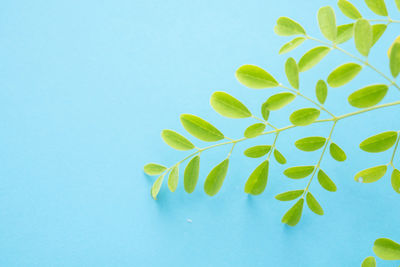 Close-up of plant against white background