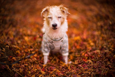 Portrait of dog running on field