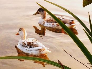 Duck on lake