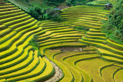 High angle view of rice terraced field