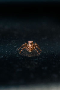 Close-up of spider on web