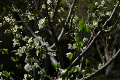 Close-up of flowering plant and tree