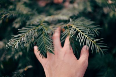 Cropped hand touching pine tree